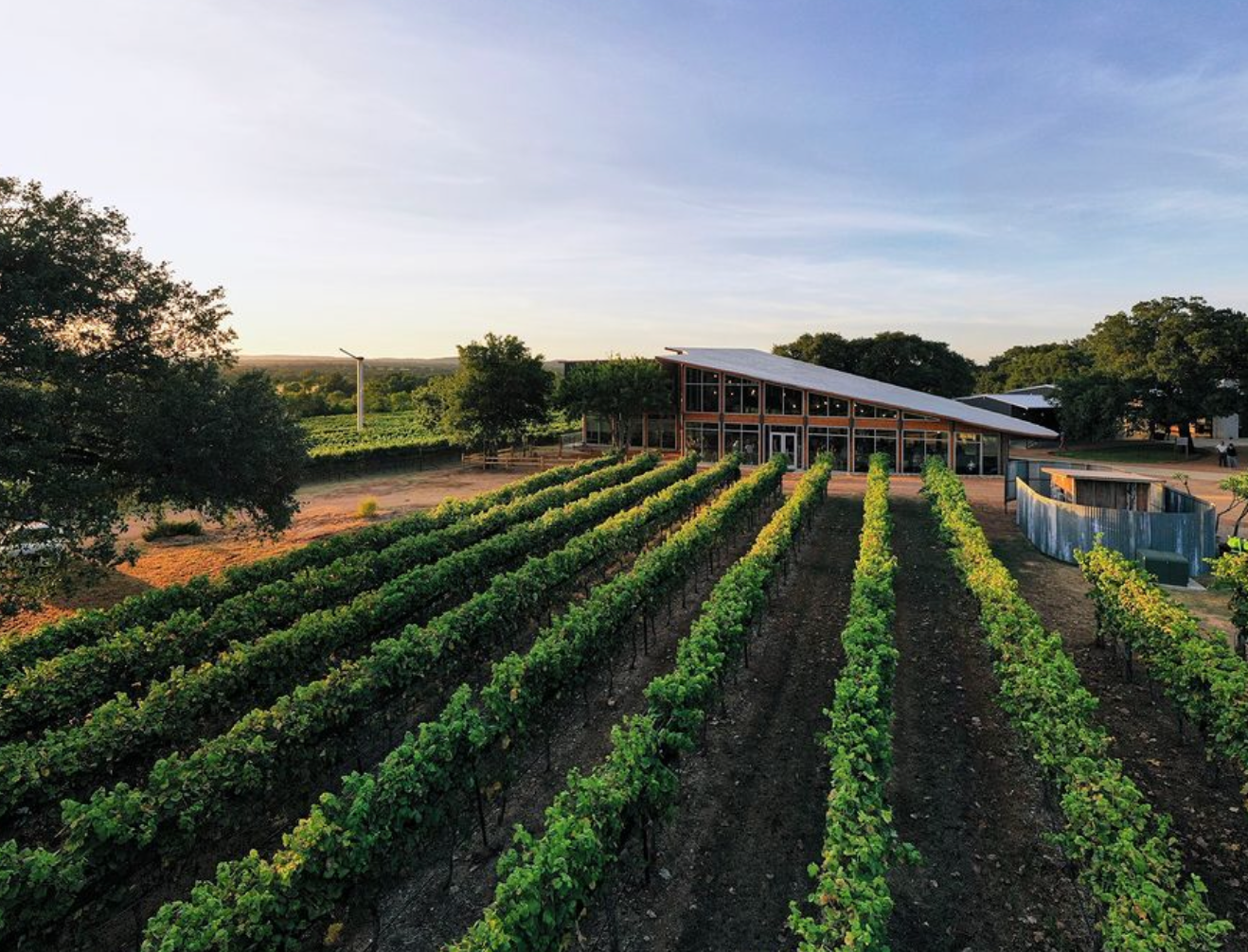 A vineyard with rows of green grapevines leading to a modern, sloping-roof building at sunset.