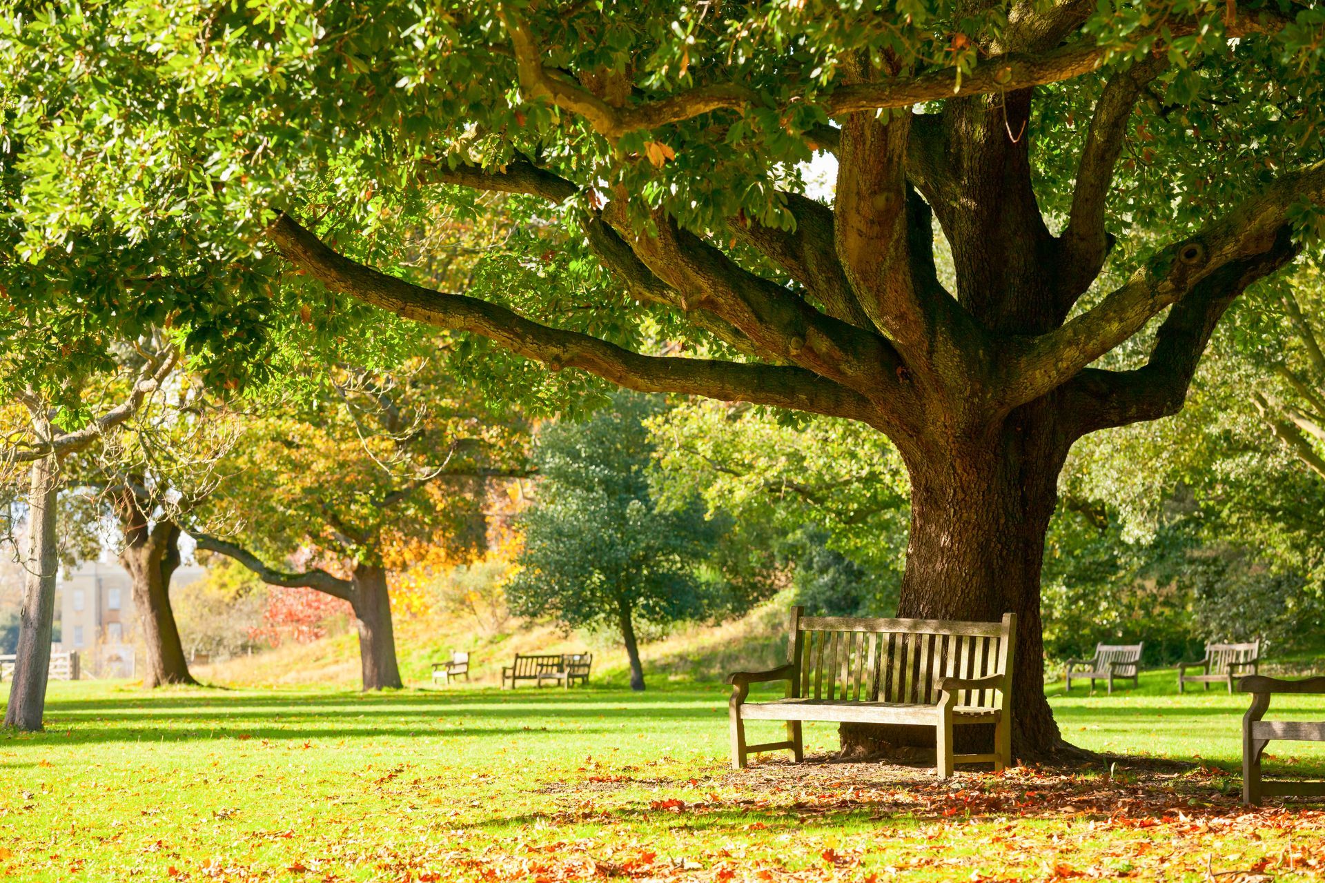 An empty wooden park bench sits under the wide, sprawling branches of a large, mature tree in a sunny park. Golden sunlight illuminates the vibrant green grass, with a few fallen autumn leaves scattered across the foreground and more trees in the soft-focused distance.
