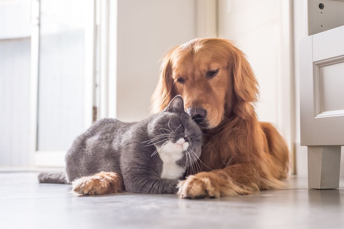 Golden retriever cuddling a gray-and-white cat on a bright indoor floor