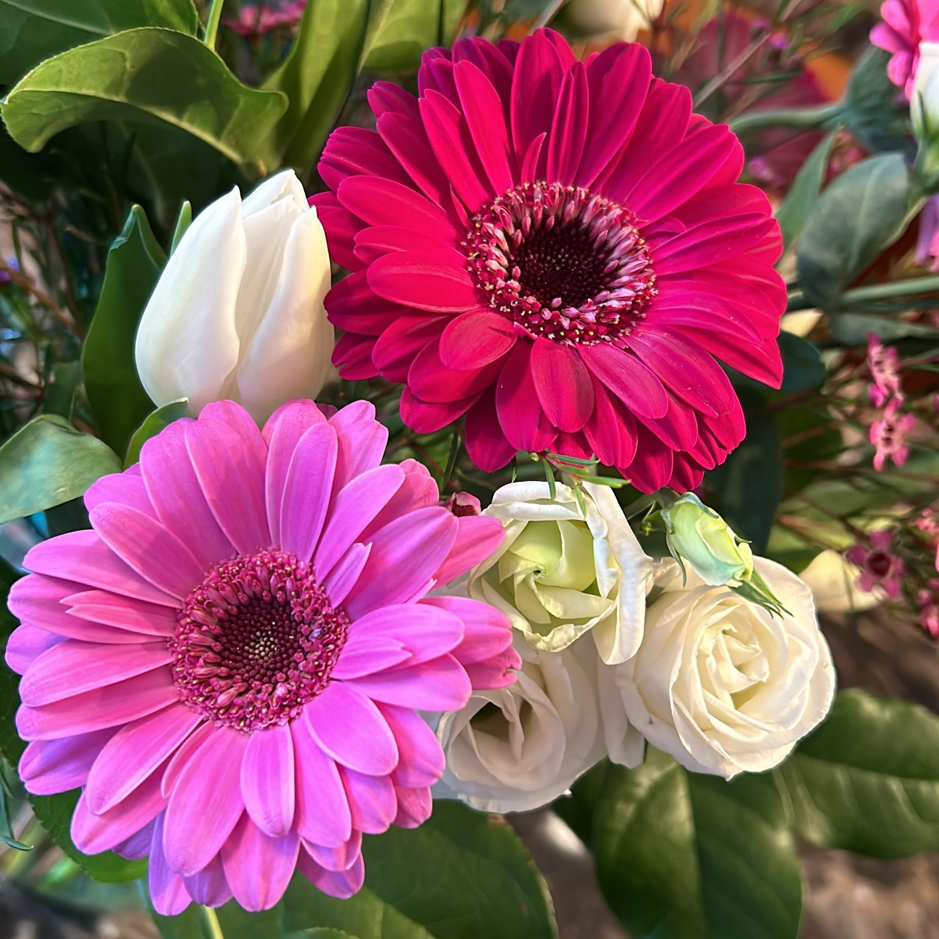 Pink and magenta gerbera daisies with white roses and green leaves in a garden setting