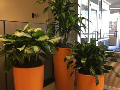 Three potted plants in orange planters in an office setting near a glass door.