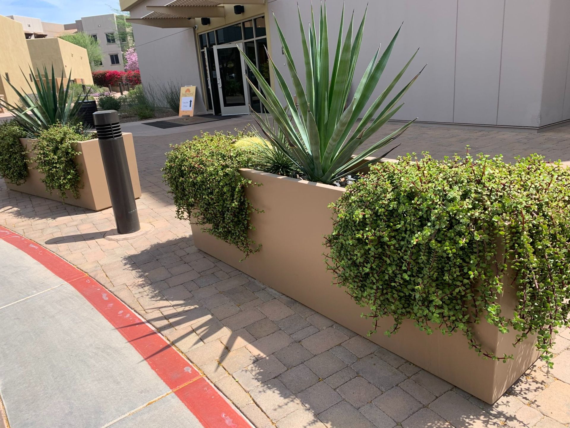 Rectangular planters with succulent and trailing green plants. Building entrance in background.