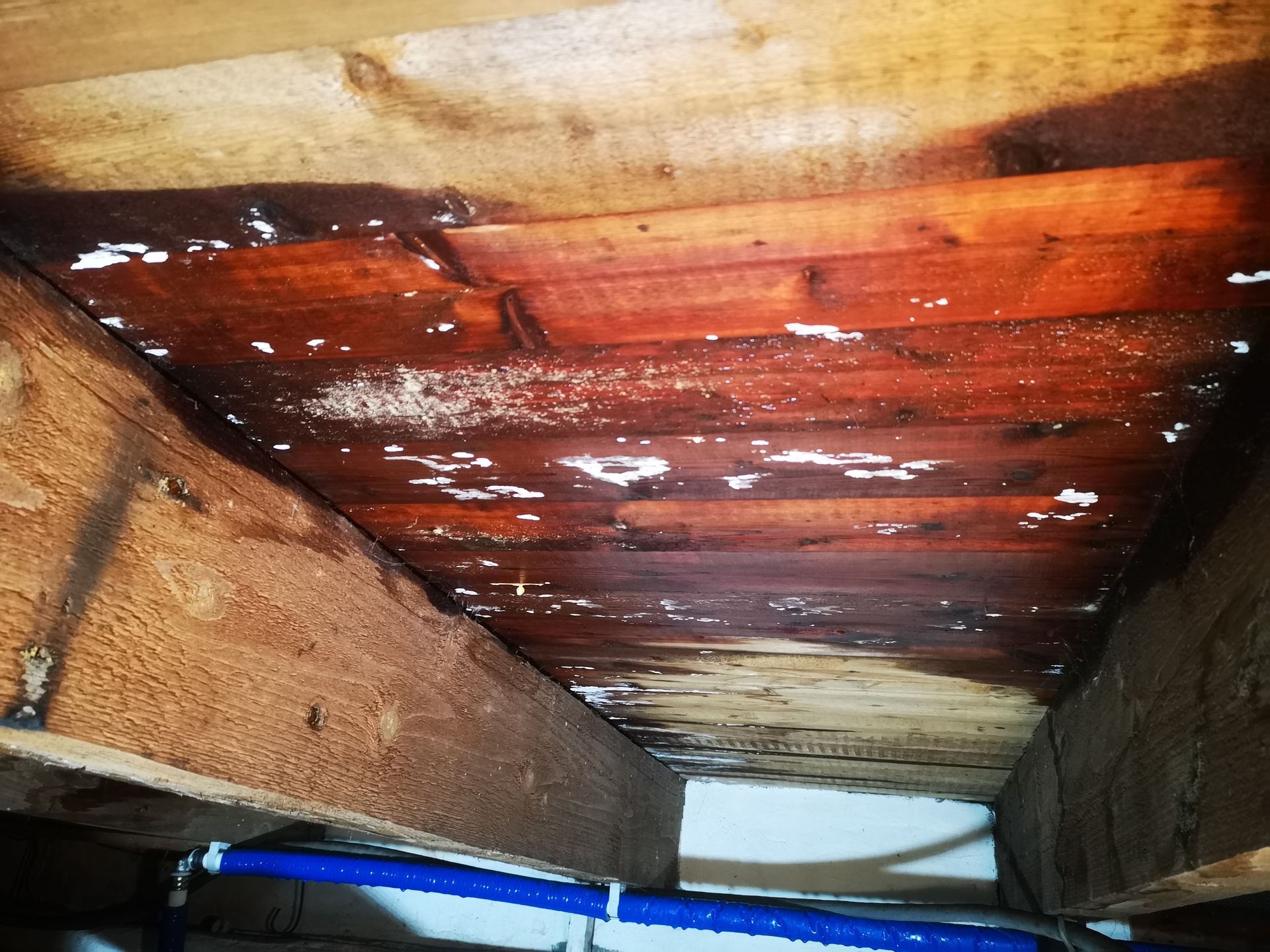 Vochtige kruipruimte rot hout