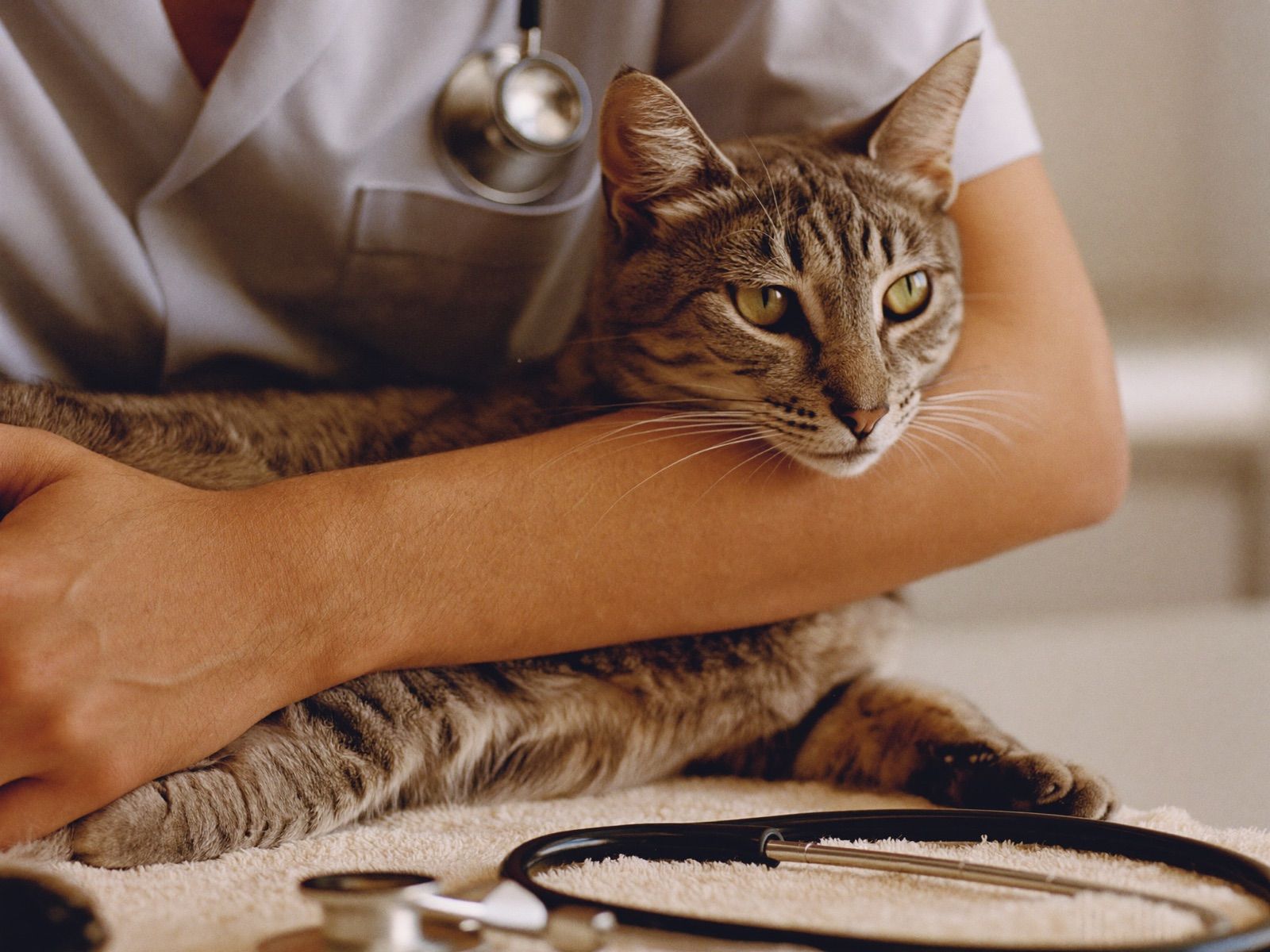 Veterinary assistant holding a tabby cat before vaccines