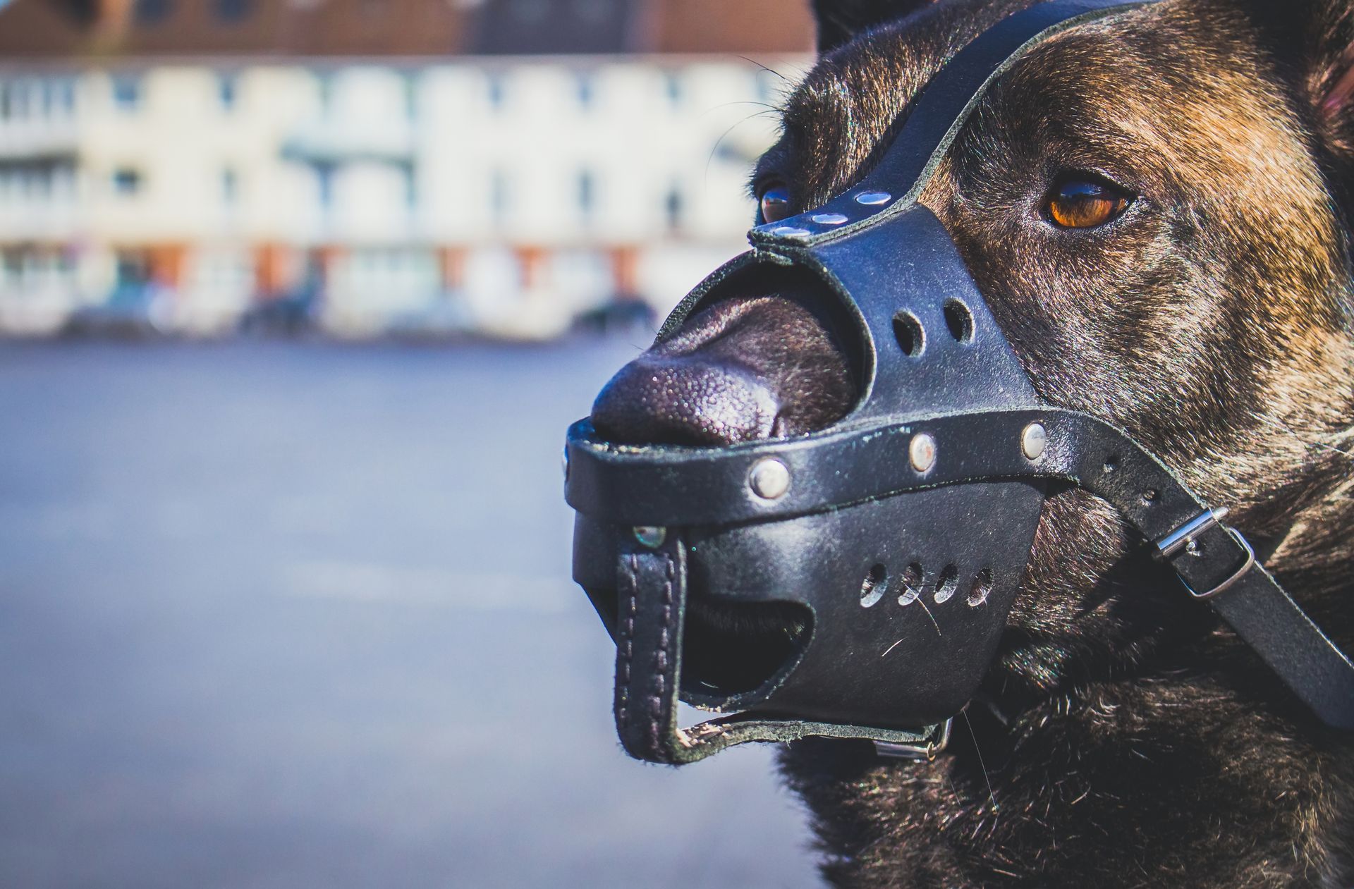 A close up of a dog wearing a muzzle.