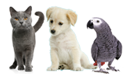 A cat , a puppy , and a parrot are standing next to each other on a blue background.