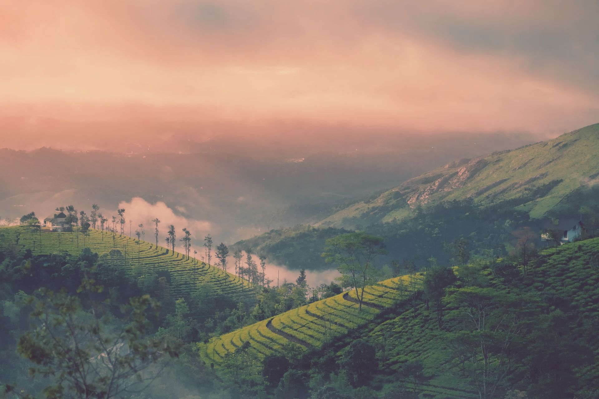 Lush green tea plantations blanket rolling hills under a soft, golden sunrise with mist settling in the valleys.
