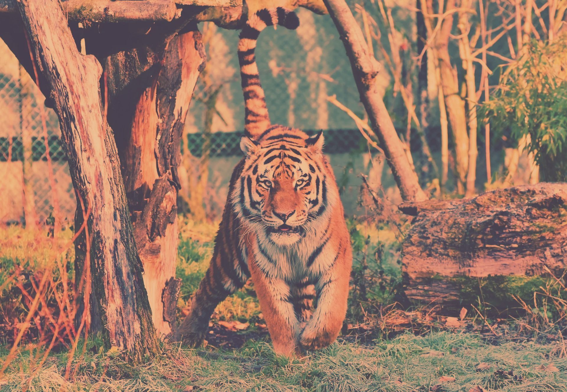 A tiger with its tail raised walks through a wooded enclosure with a fence in the background.