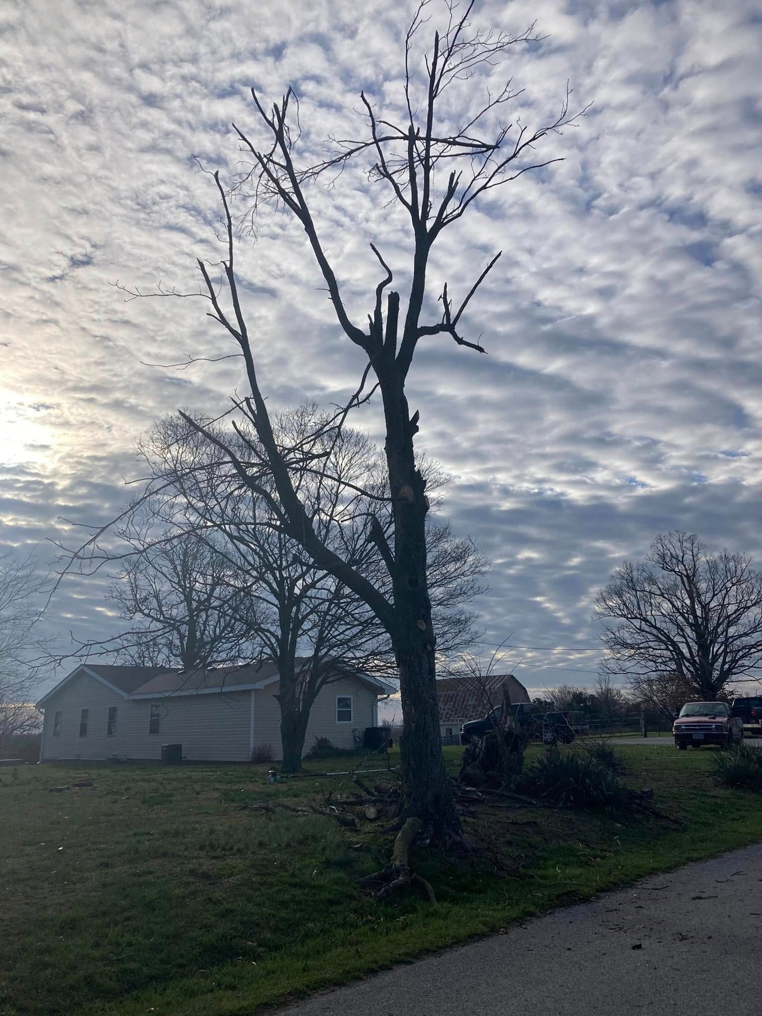 Bare tree beside a grassy road under a cloudy sky near houses at dusk