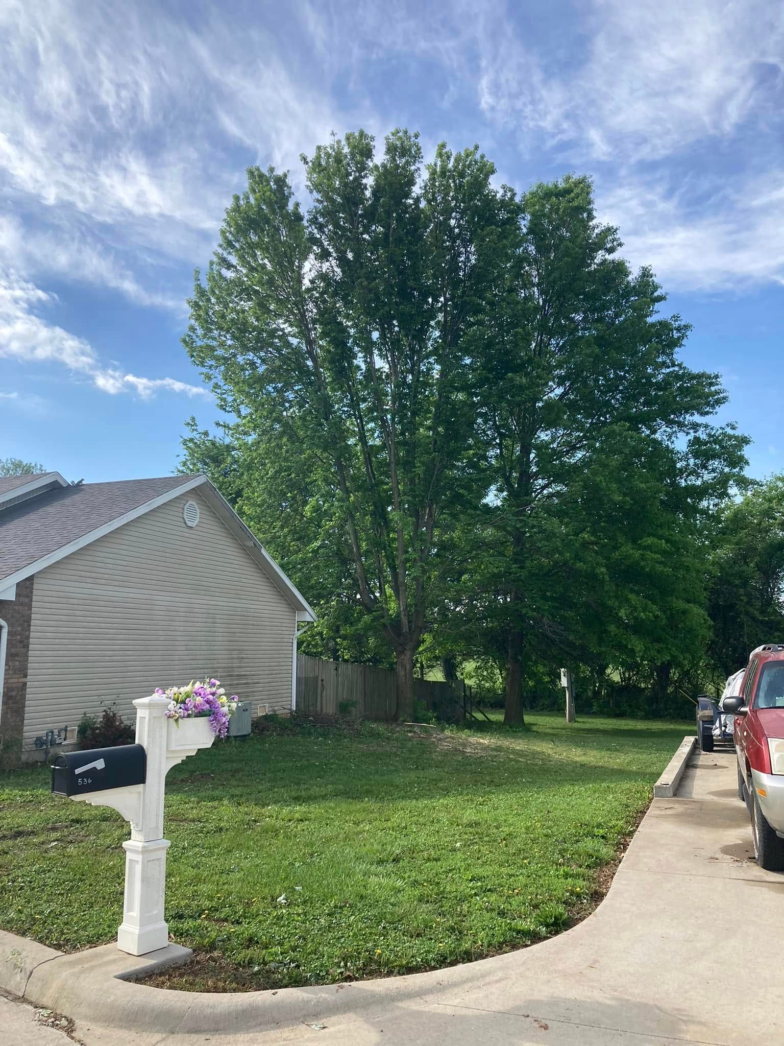 Suburban front yard with large green tree, mailbox, and parked car beside a house under a blue sky