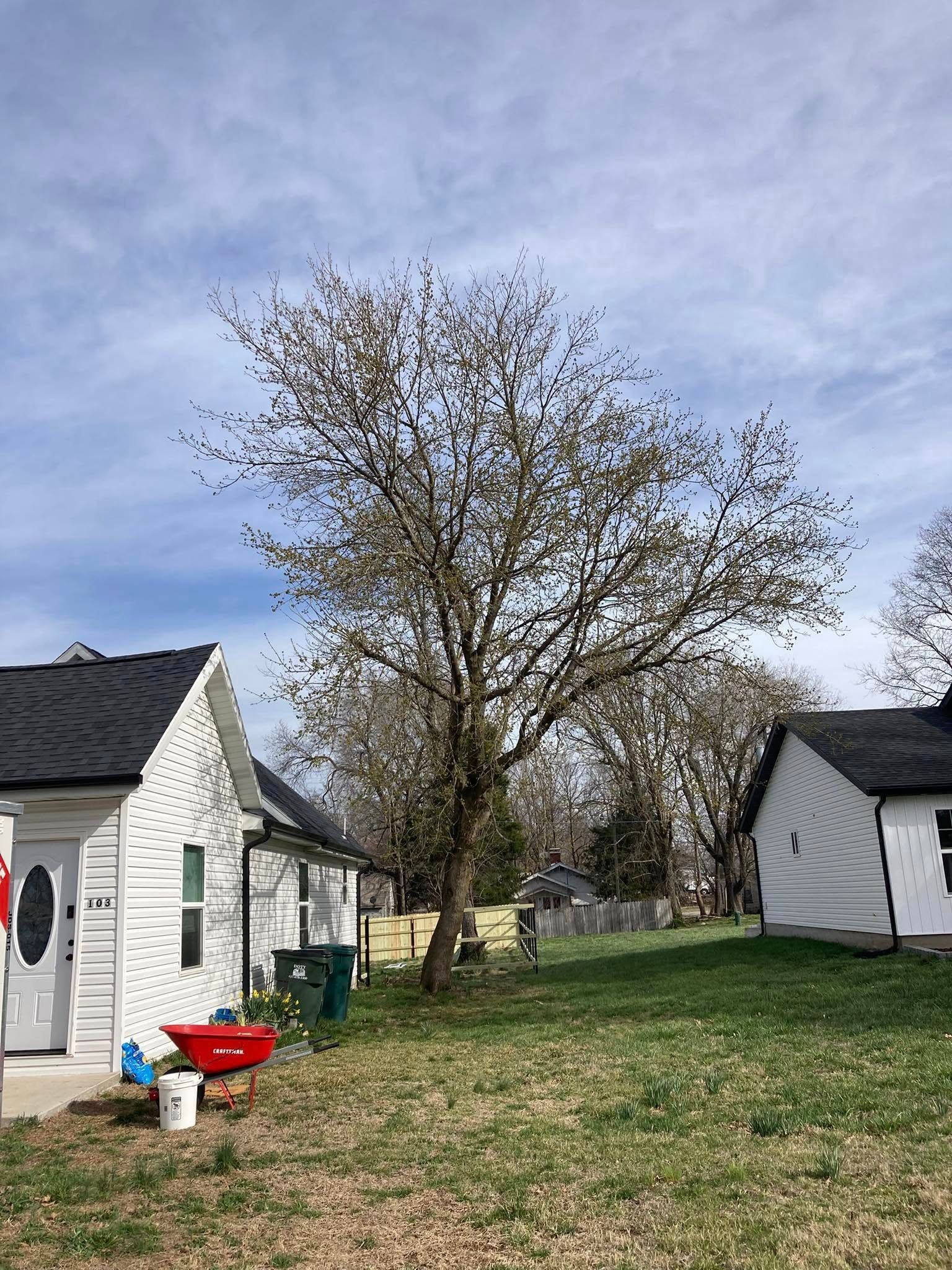 Backyard with a large tree, two small white sheds, and a grassy yard under a cloudy sky