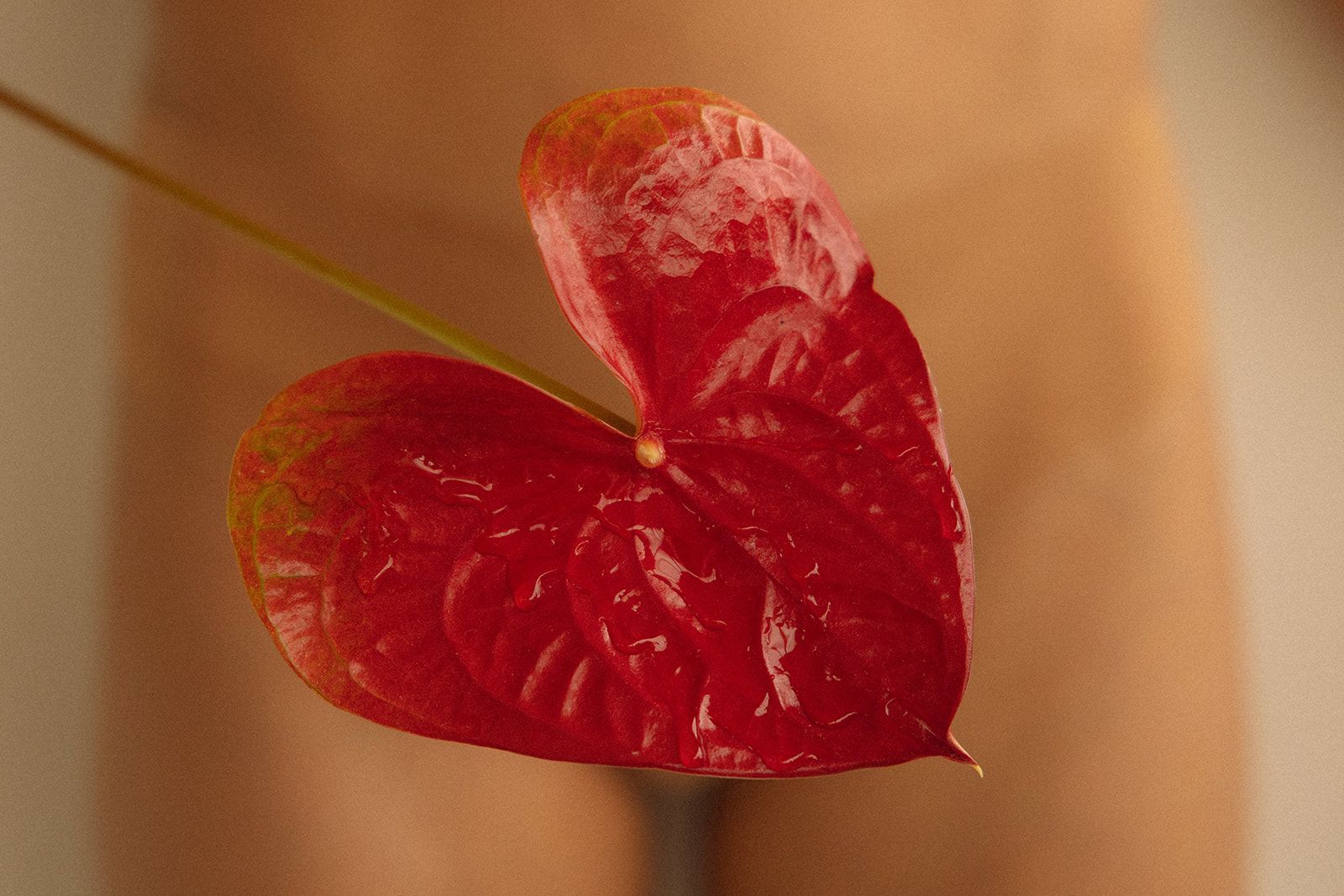 A glossy red heart-shaped anthurium flower held against a person's midsection to provide coverage.