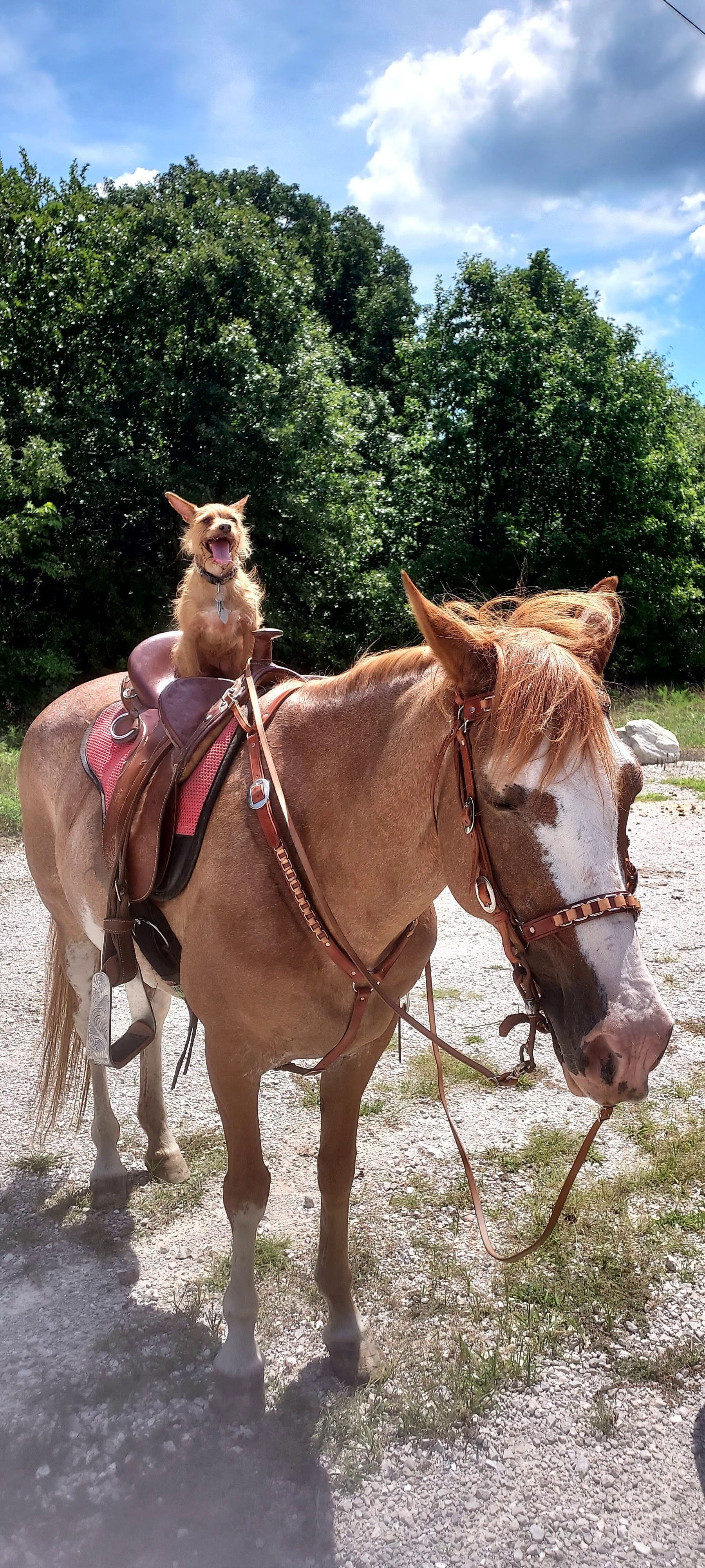 Dog And Horse | Springfield, MO | North Side Animal Clinic