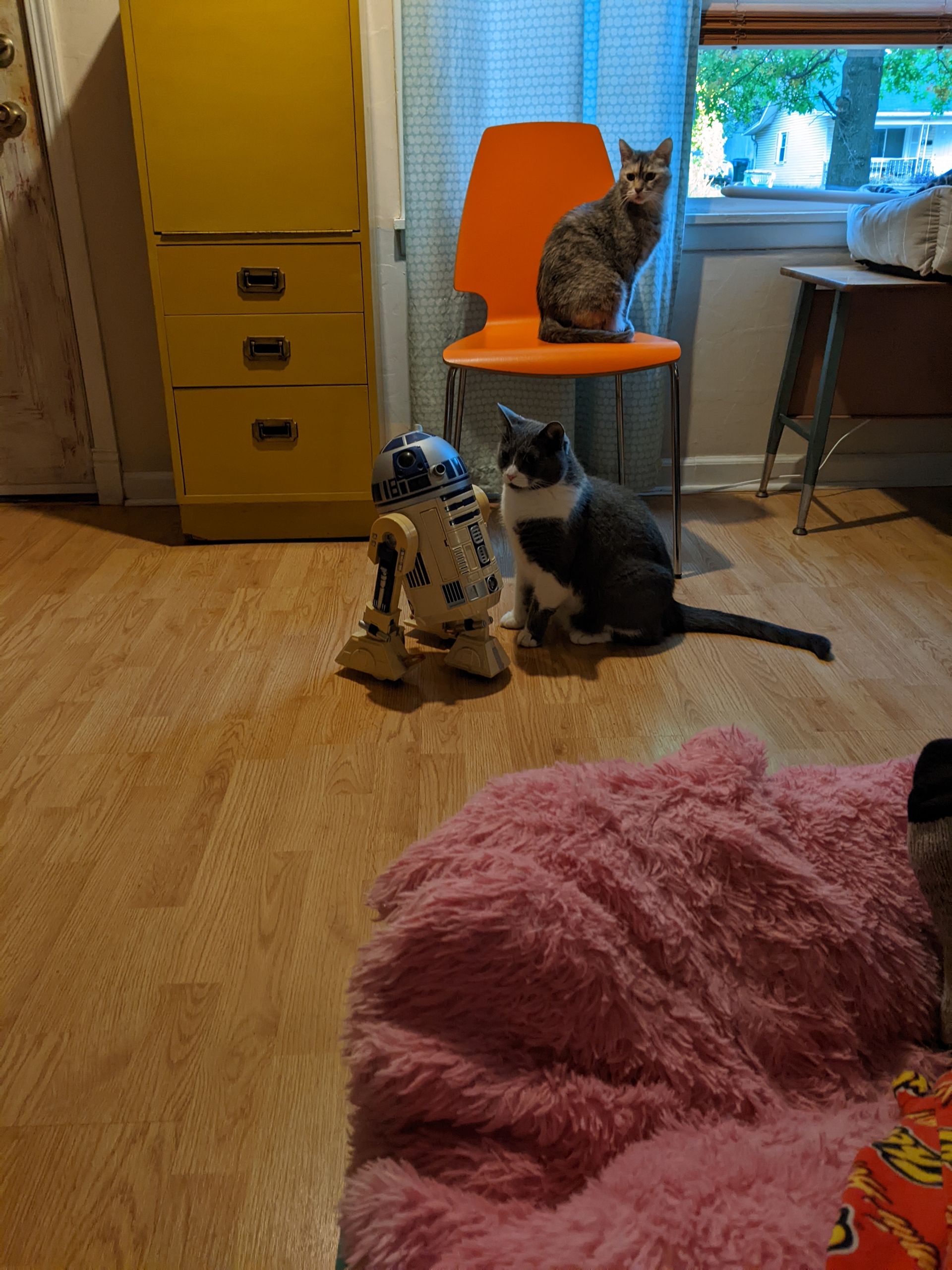 Two Cats While Playing | Springfield, MO | North Side Animal Clinic
