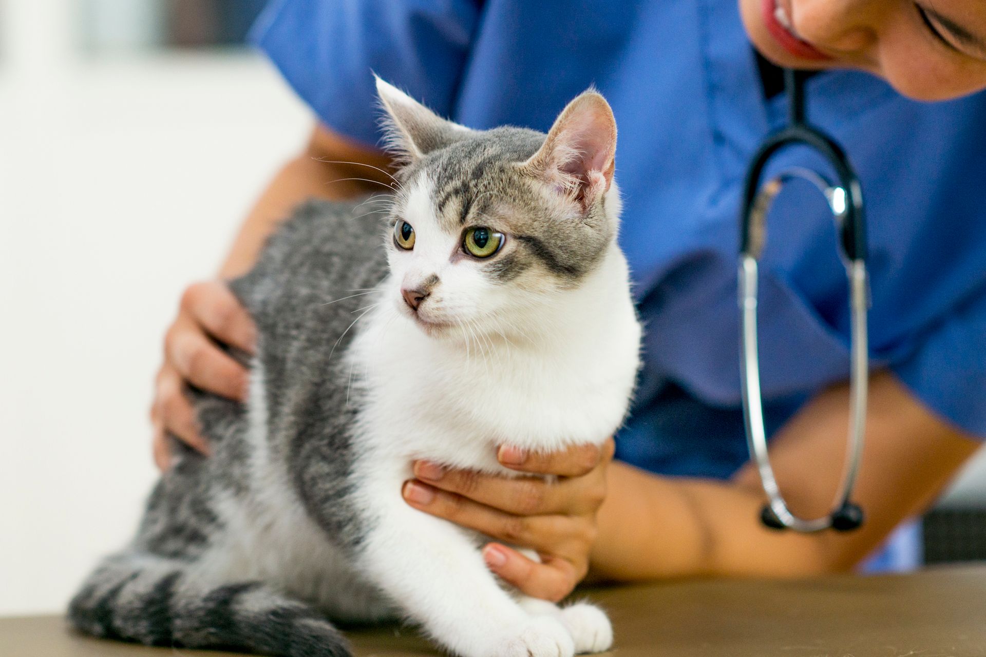 Cat — Springfield, MO — North Side Animal Clinic