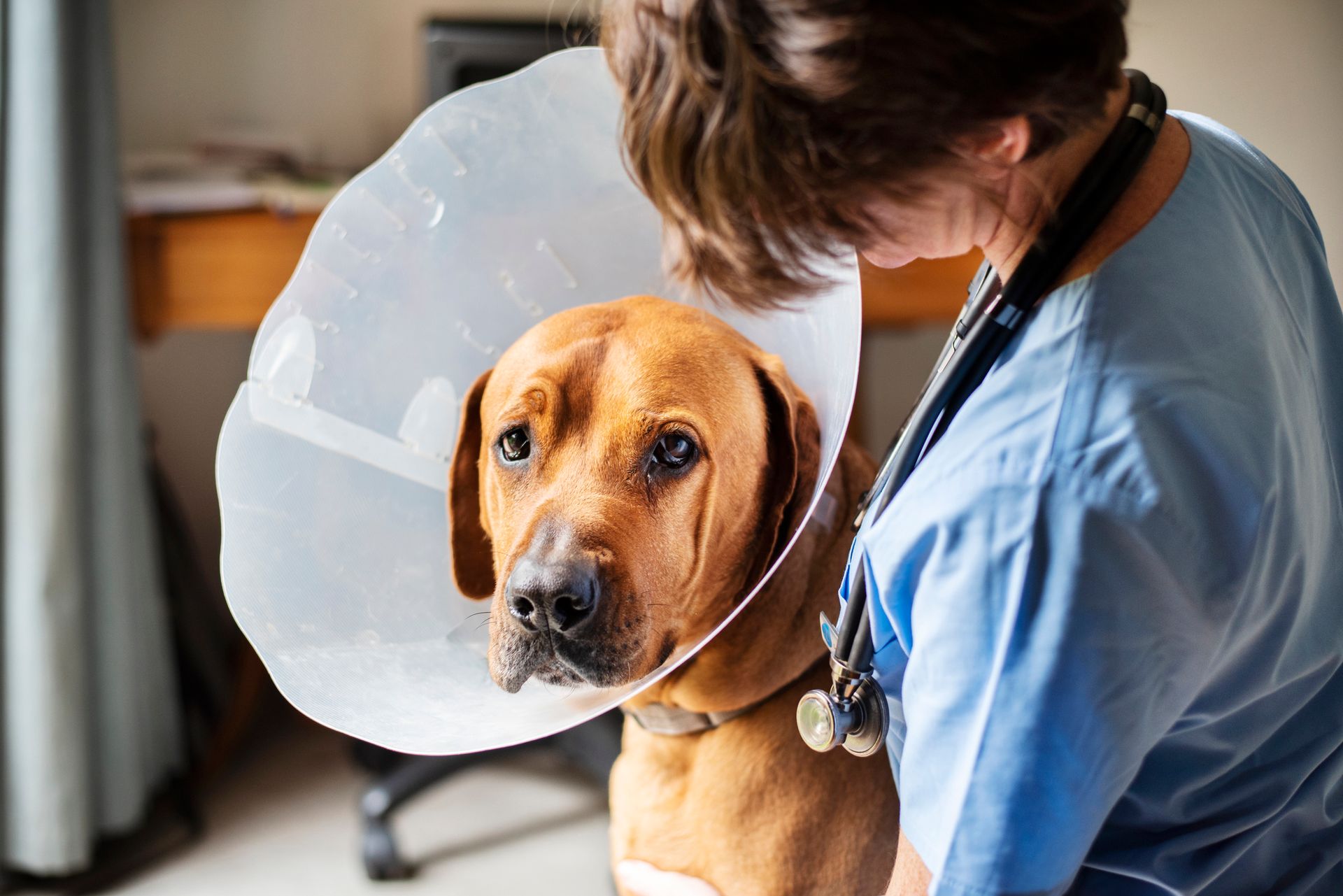 General Surgeries — Springfield, MO — North Side Animal Clinic