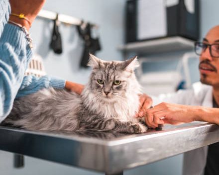 Neuter Procedures — Springfield, MO — North Side Animal Clinic
