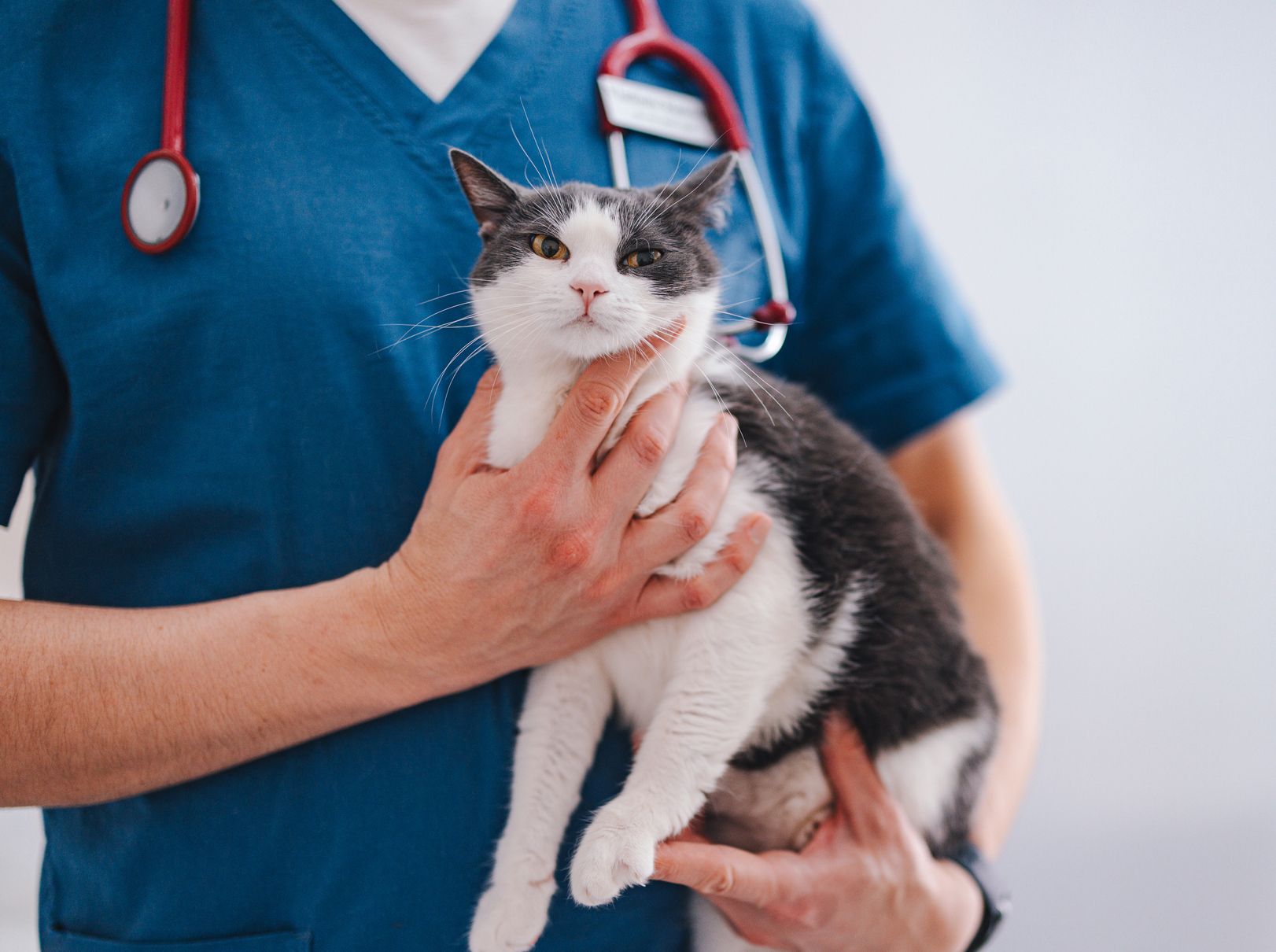 Pain Management — Springfield, MO — North Side Animal Clinic