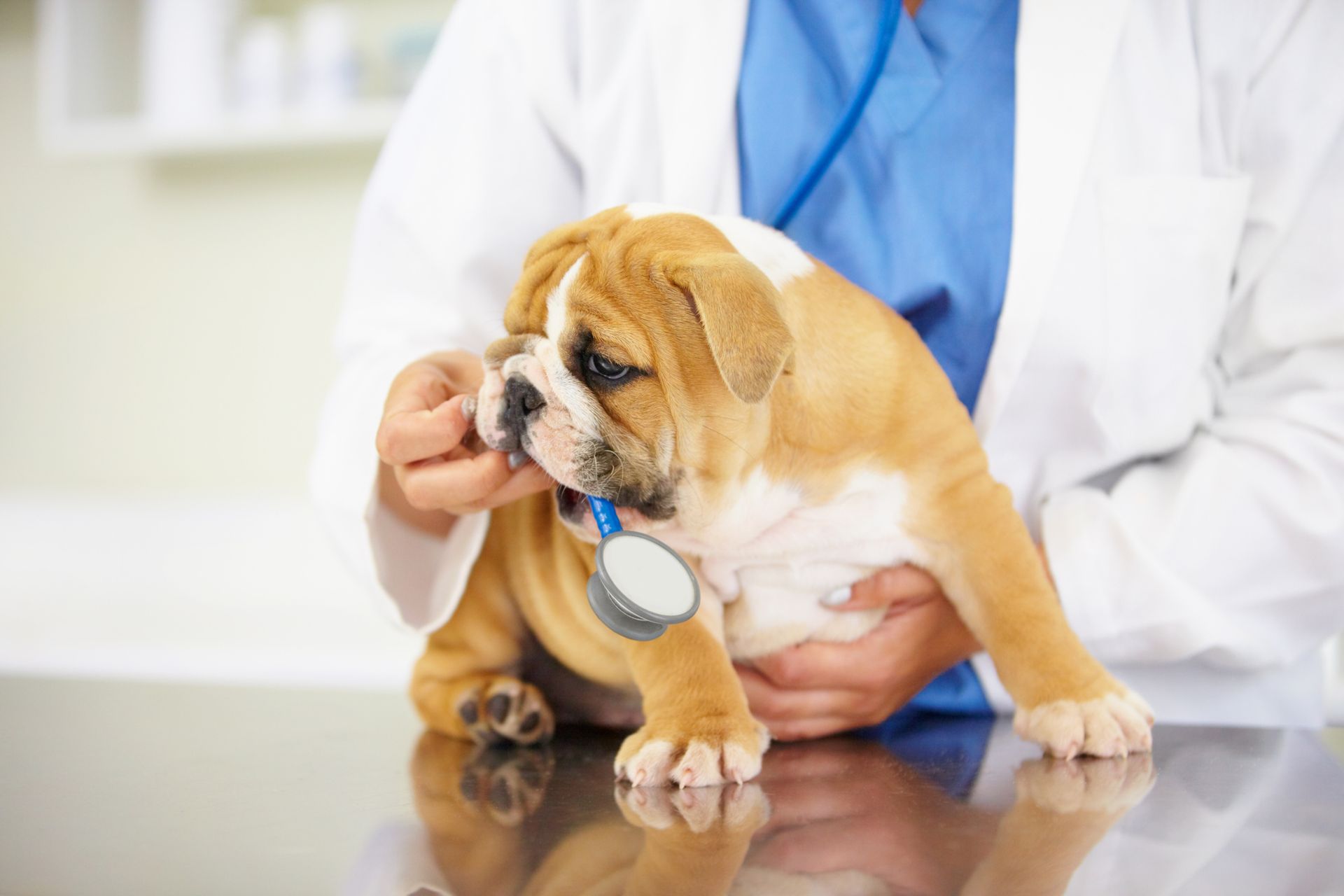Dog Care — Springfield, MO — North Side Animal Clinic