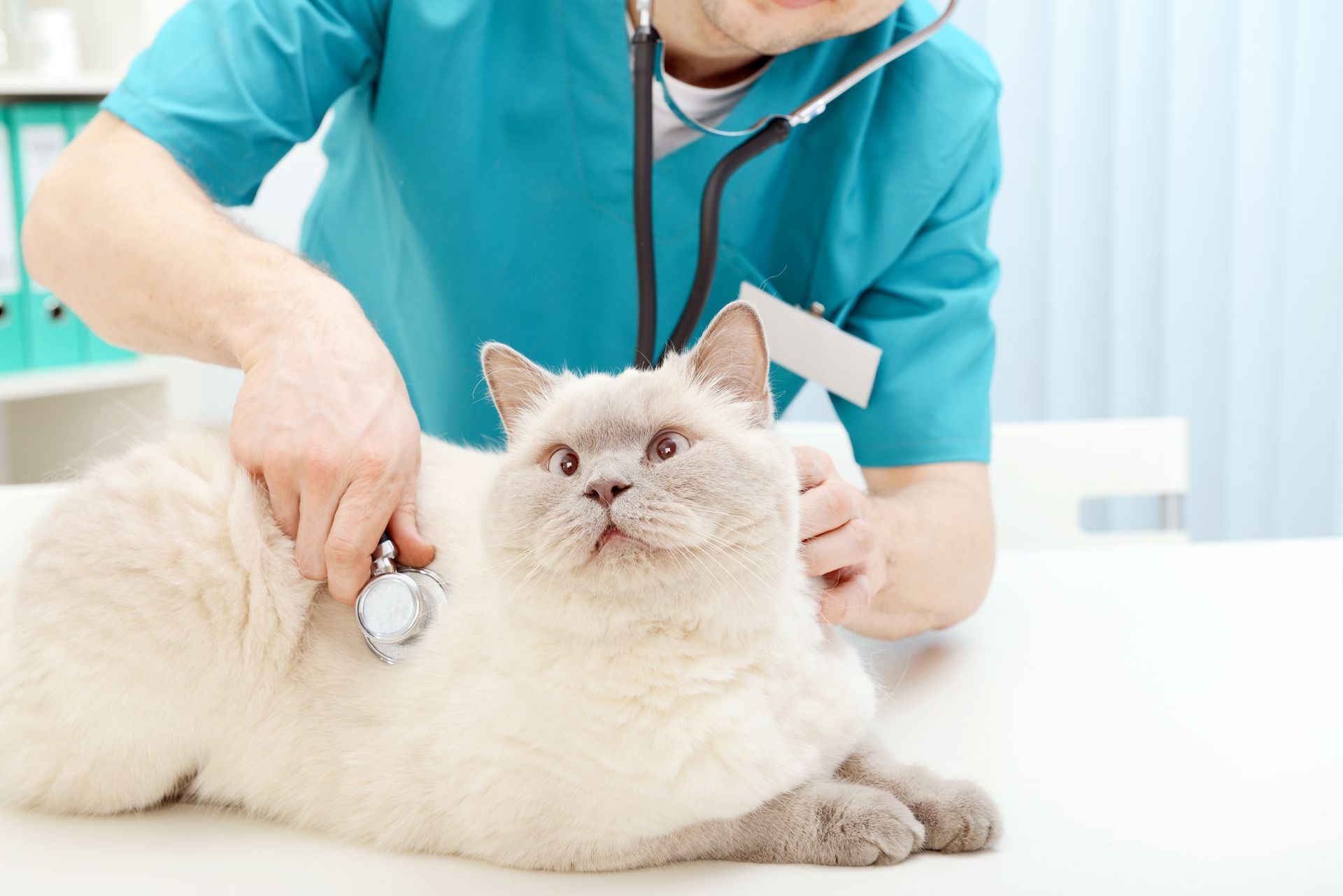 Wellness Exams On Cat — Springfield, MO — North Side Animal Clinic