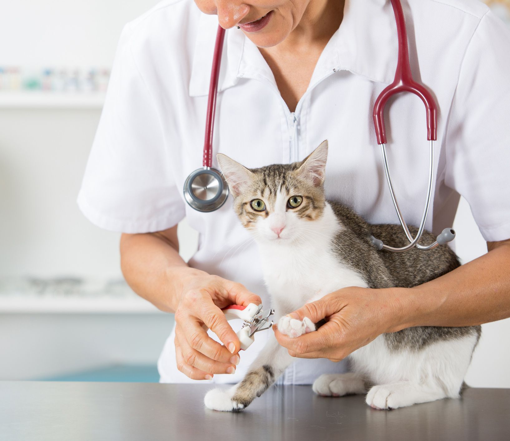 Veterinary Care — Springfield, MO — North Side Animal Clinic