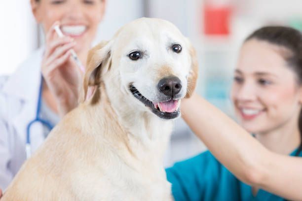 Routine Care — Springfield, MO — North Side Animal Clinic