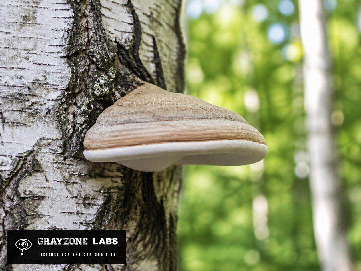 Birkenporling (Fomitopsis betulina) wächst am Stamm einer Birke im Wald, GrayZone Labs