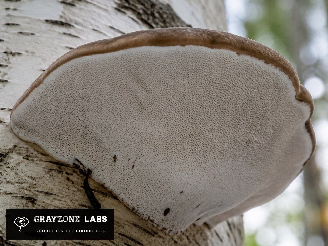 Unterseite eines Birkenporlings mit feinen Poren statt Lamellen, GrayZone Labs