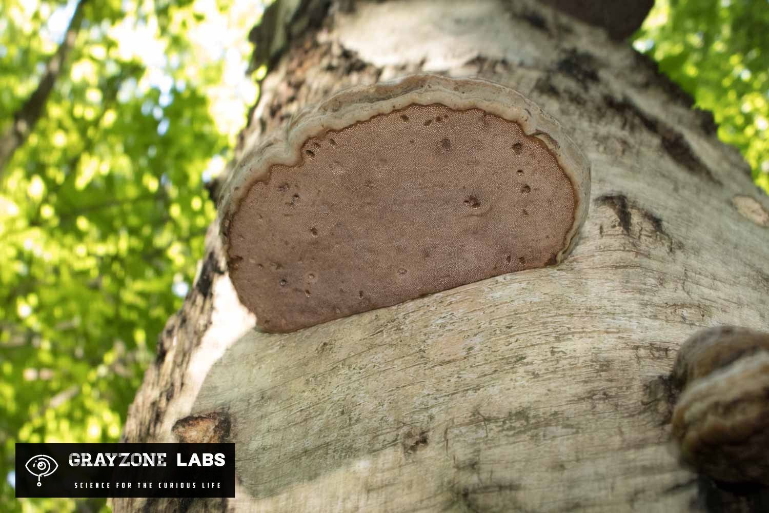 Unterseite eines Zunderschwamms an einer Birke mit feiner brauner Porenschicht, GrayZone Labs