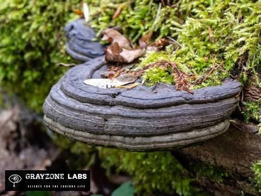 Einzelner Zunderschwamm mit grauer, gefurchter Kruste an einem bemoosten Stamm, GrayZone Labs