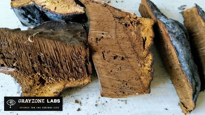 Längsschnitt durch einen Zunderschwamm mit zimtbraunem Fleisch und dunkler Kruste, GrayZone Labs