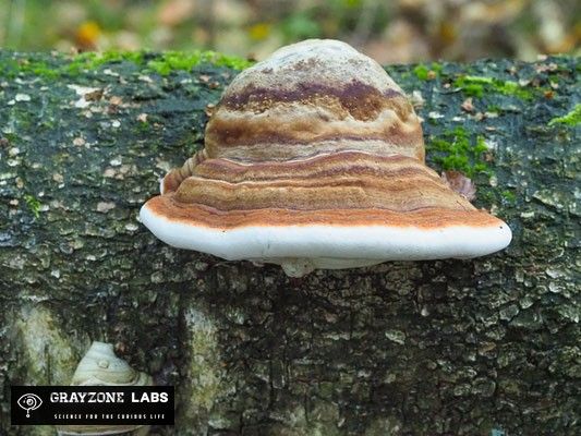 Rotrandiger Baumschwamm (Fomitopsis pinicola) mit hellem Rand und orangem Band, kein Zunderschwamm, GrayZone Labs