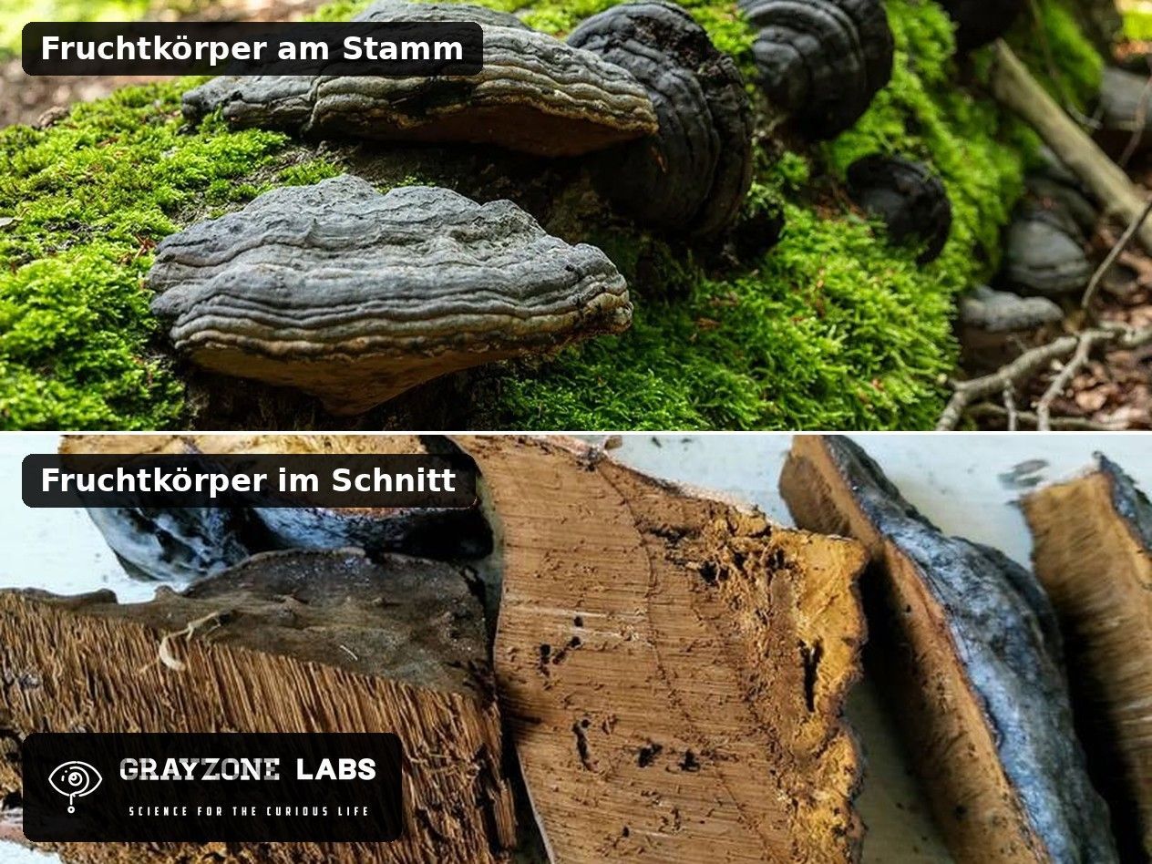 Zunderschwamm Fruchtkörper am Stamm und im Schnitt, Forschungsgegenstand