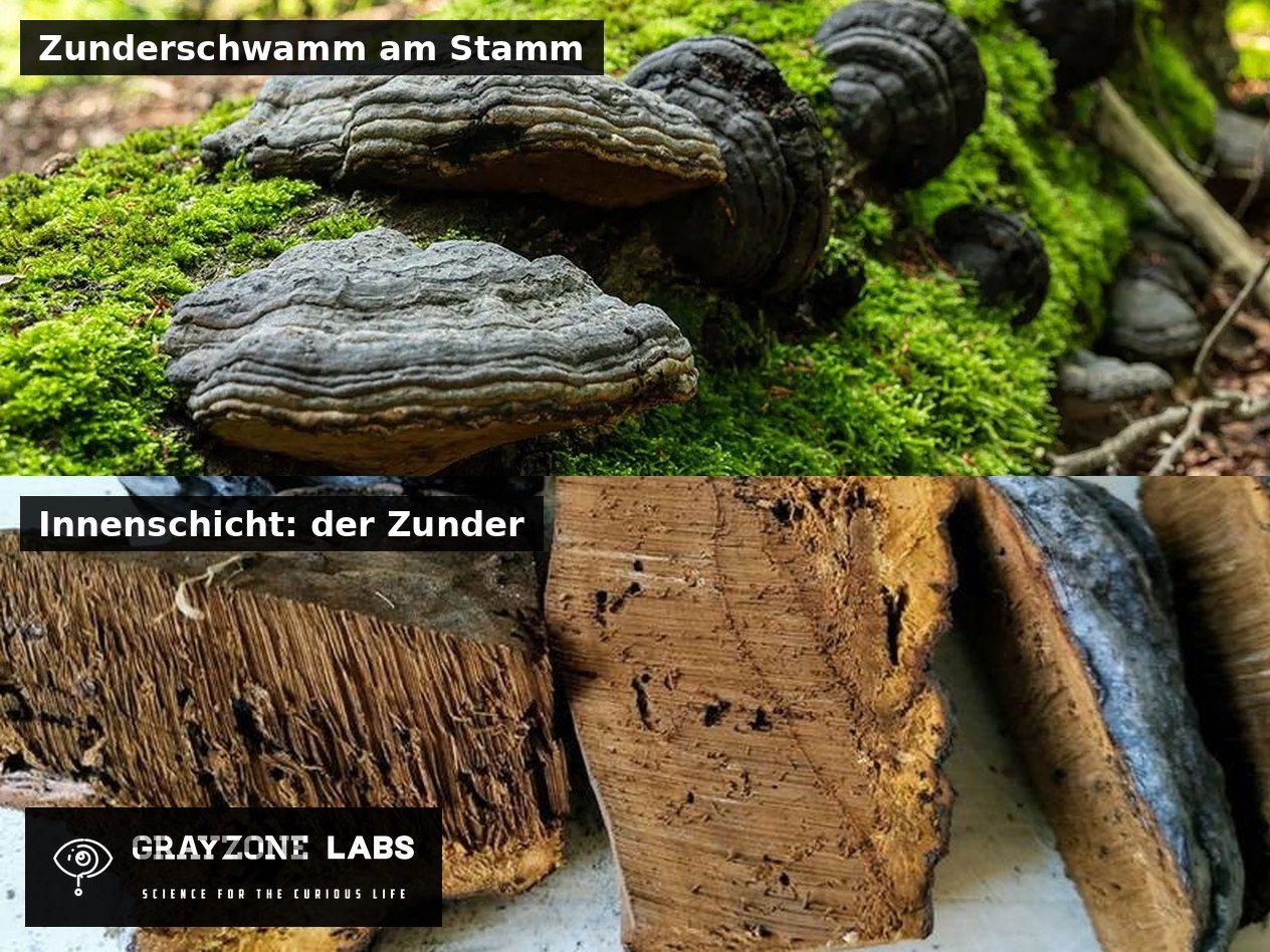 Zunderschwamm am Stamm oben, Längsschnitt mit Zunder-Innenschicht unten