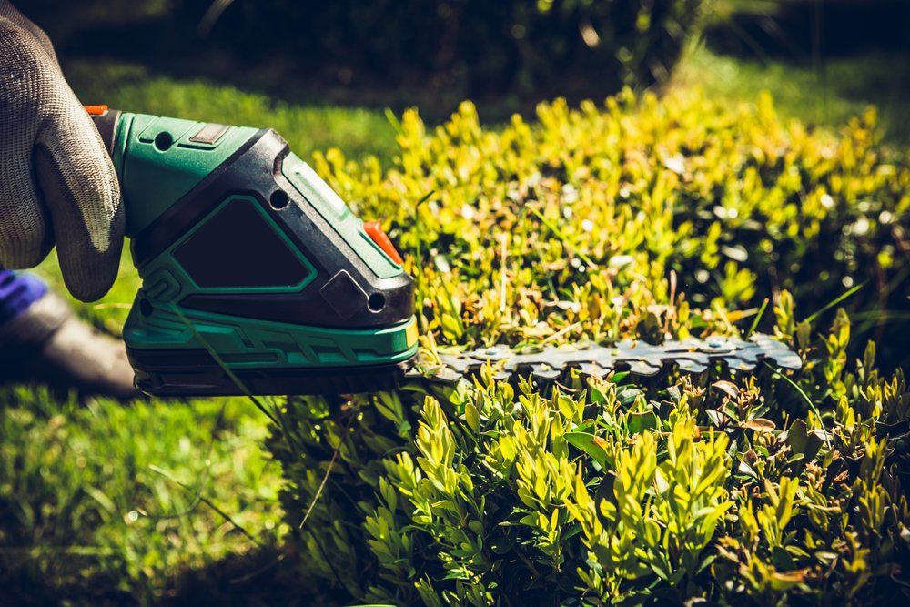 Trimming Shrubs With An Electric Trimmer — Coffs Chainsaw and Mower in Urunga, NSW