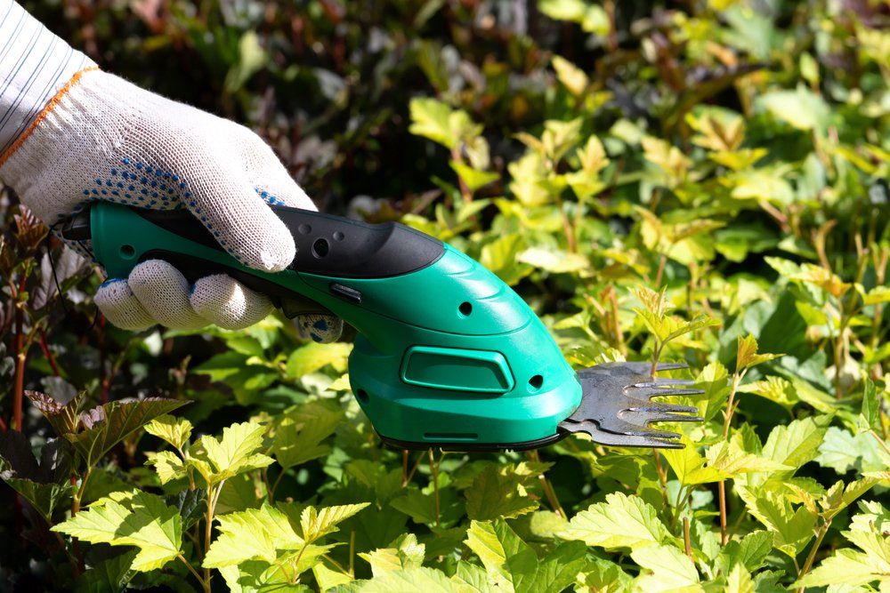 Gardener Cutting Bushes — Coffs Chainsaw and Mower in Macksville, NSW