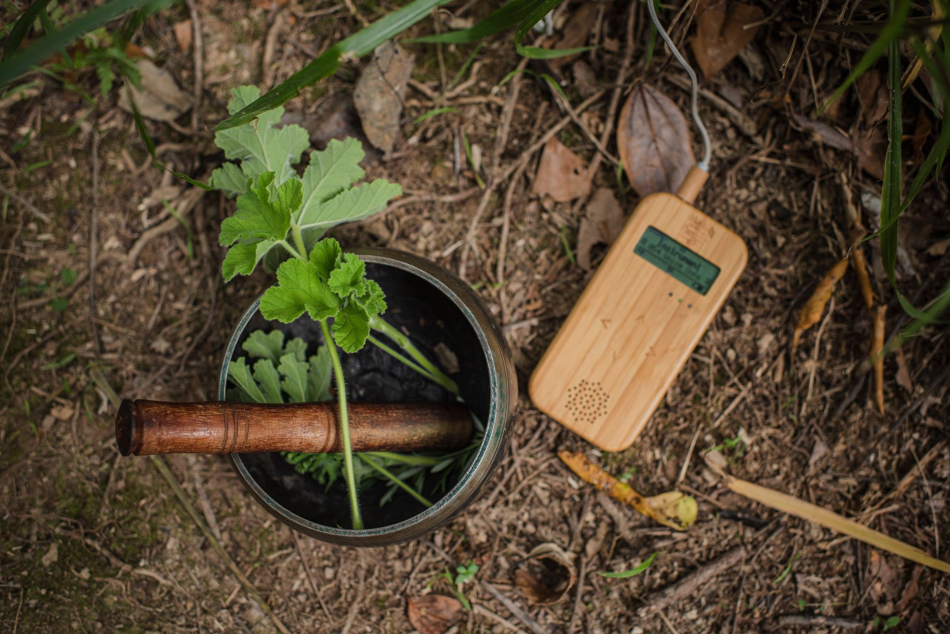MIDI | Musical Instrument Digital Interface Plant Music