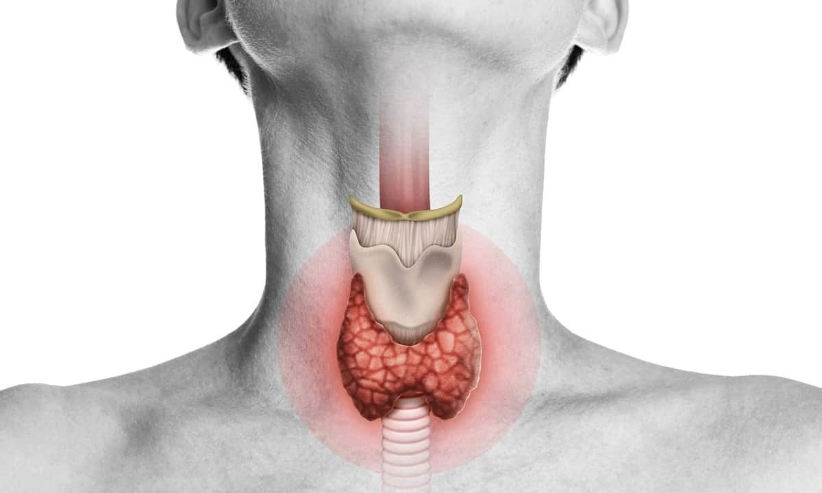 A close up of a person 's neck with a thyroid gland highlighted in red.