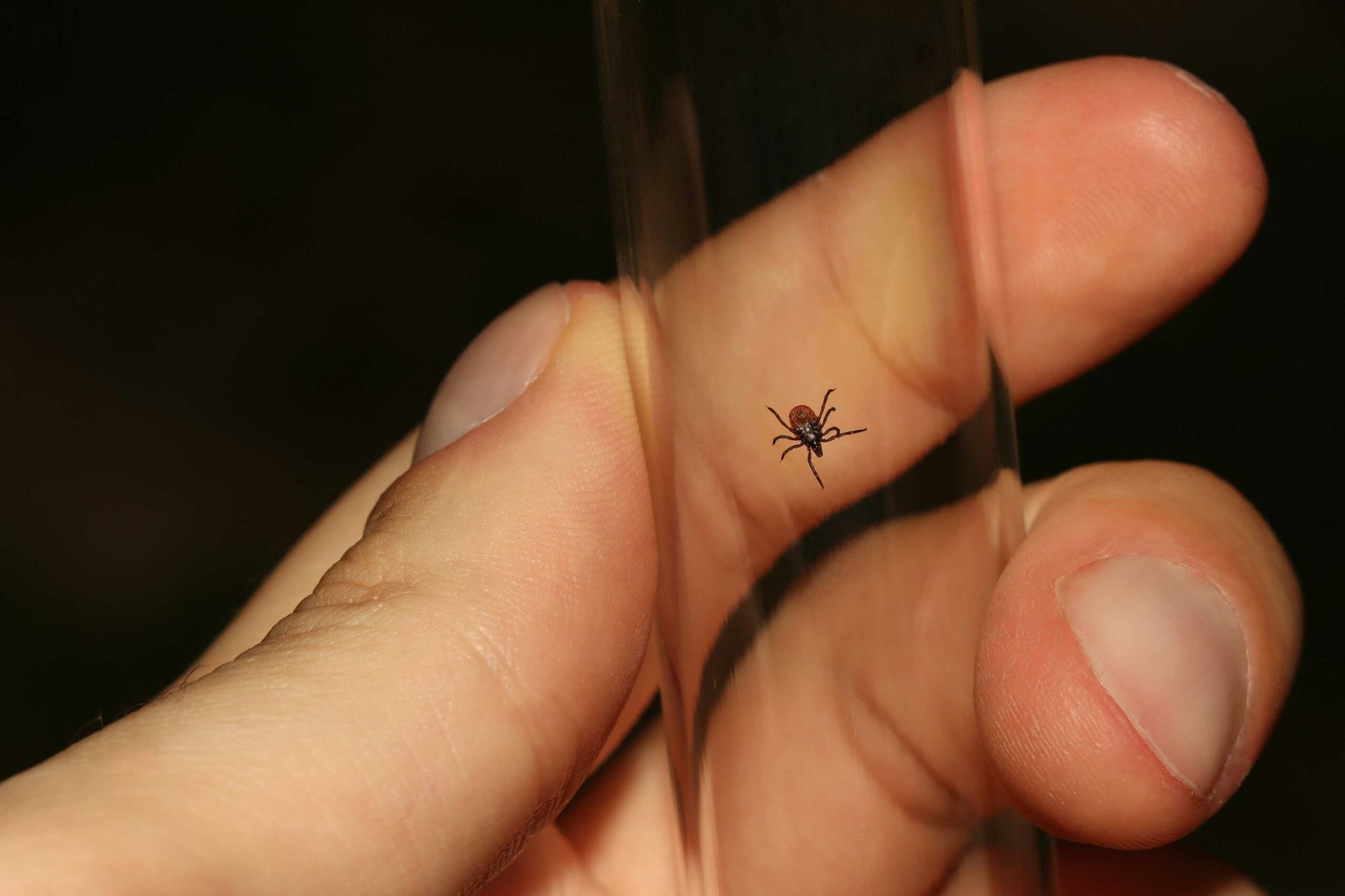 A person is holding a small bug on their finger.