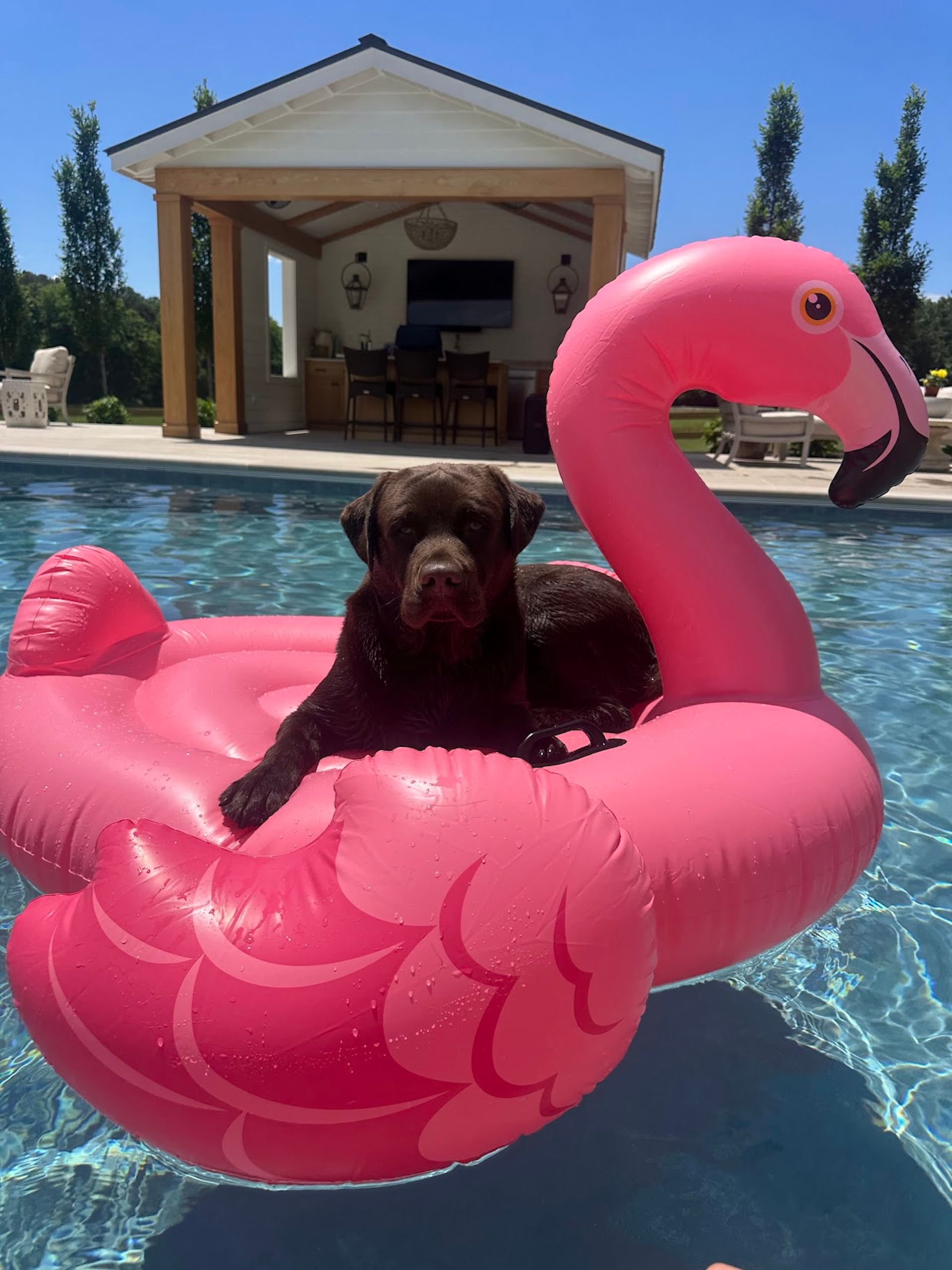 Brown dog sitting in a pink flamingo float in a backyard pool