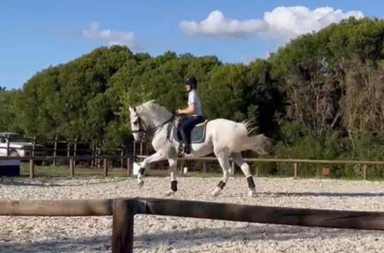 Portugal’s Ride and Attend the Stallion Approval or Lusitano Festival Weeks