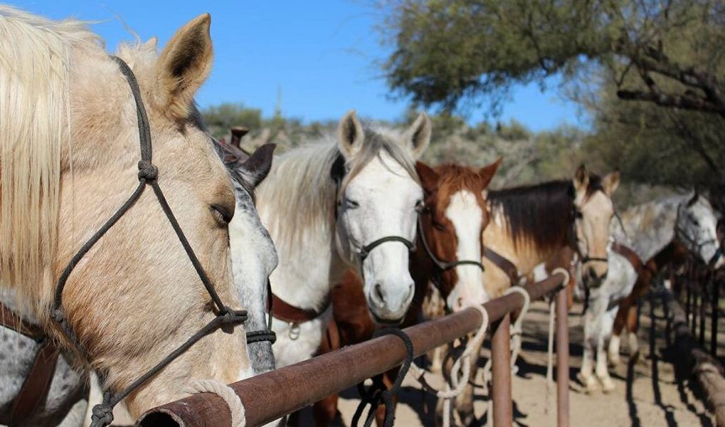 Several horses in harness standing by a fence in a sunny rural setting
