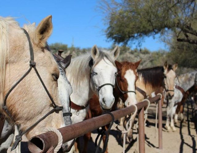Horses tied along a fence in a sunny outdoor paddock, with a clear blue sky and trees behind them