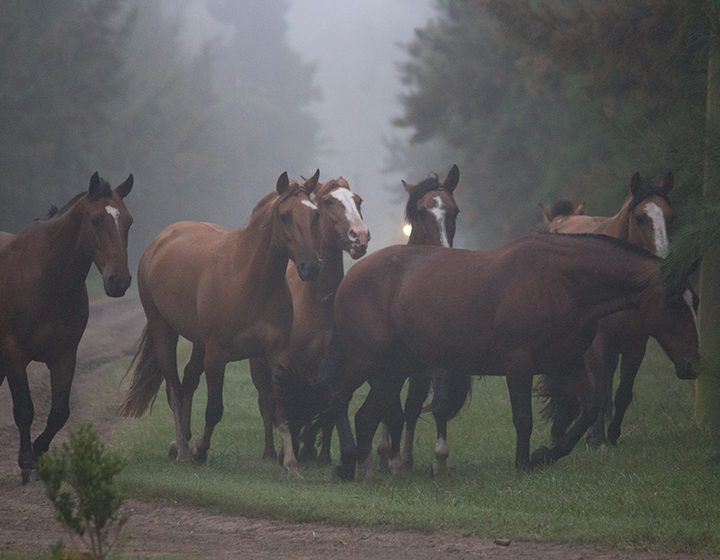Horses standing together in a foggy wooded field