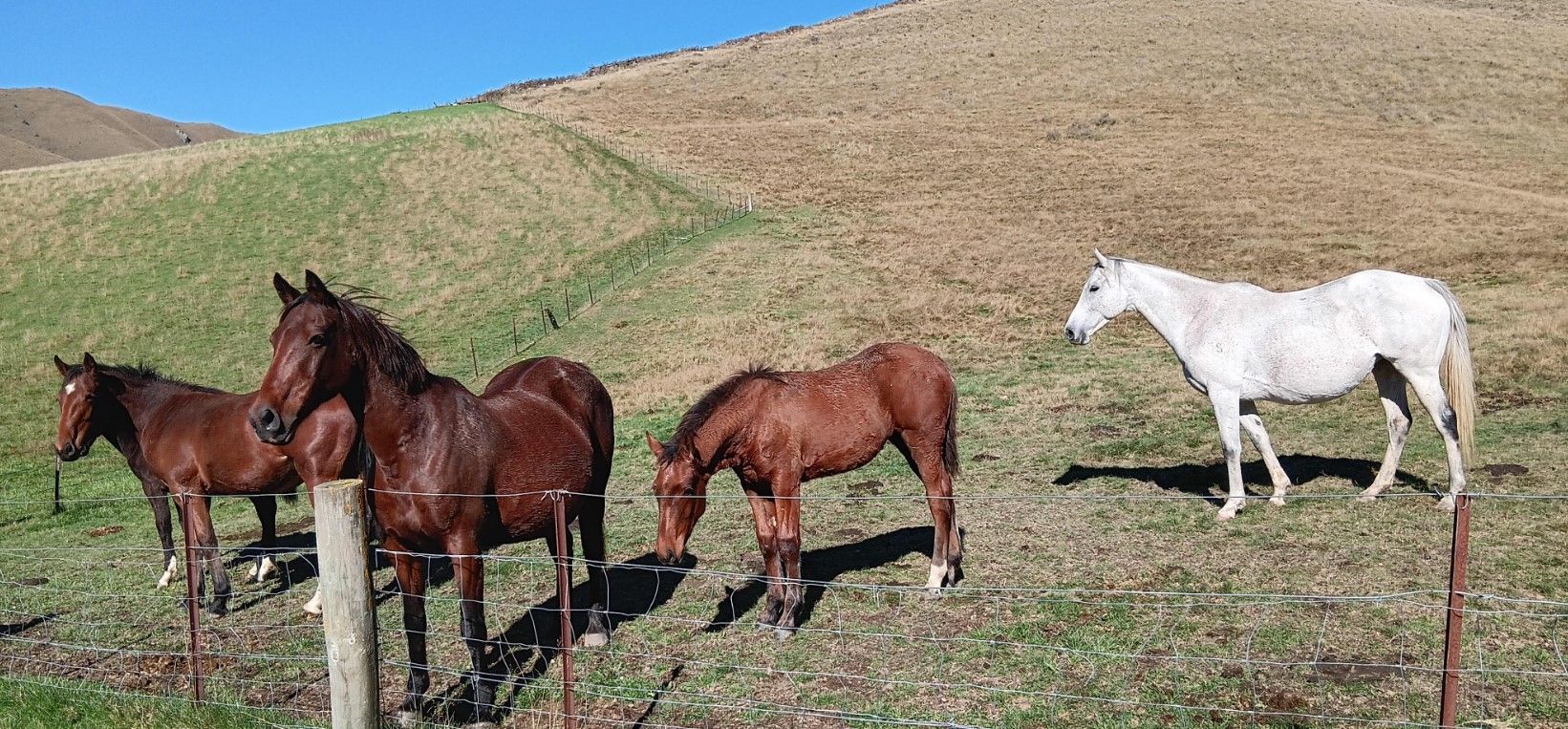 New Zealand South Island – Christchurch Station Ride