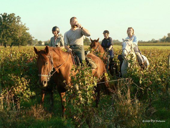 Four people riding horses through a grassy field in warm sunlight