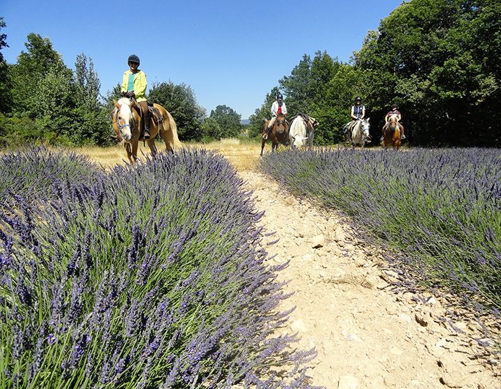 France’s Lavender Trail Ride