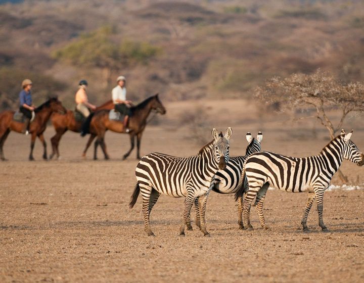 Zebras standing in a dry савanna with horseback riders in the background.