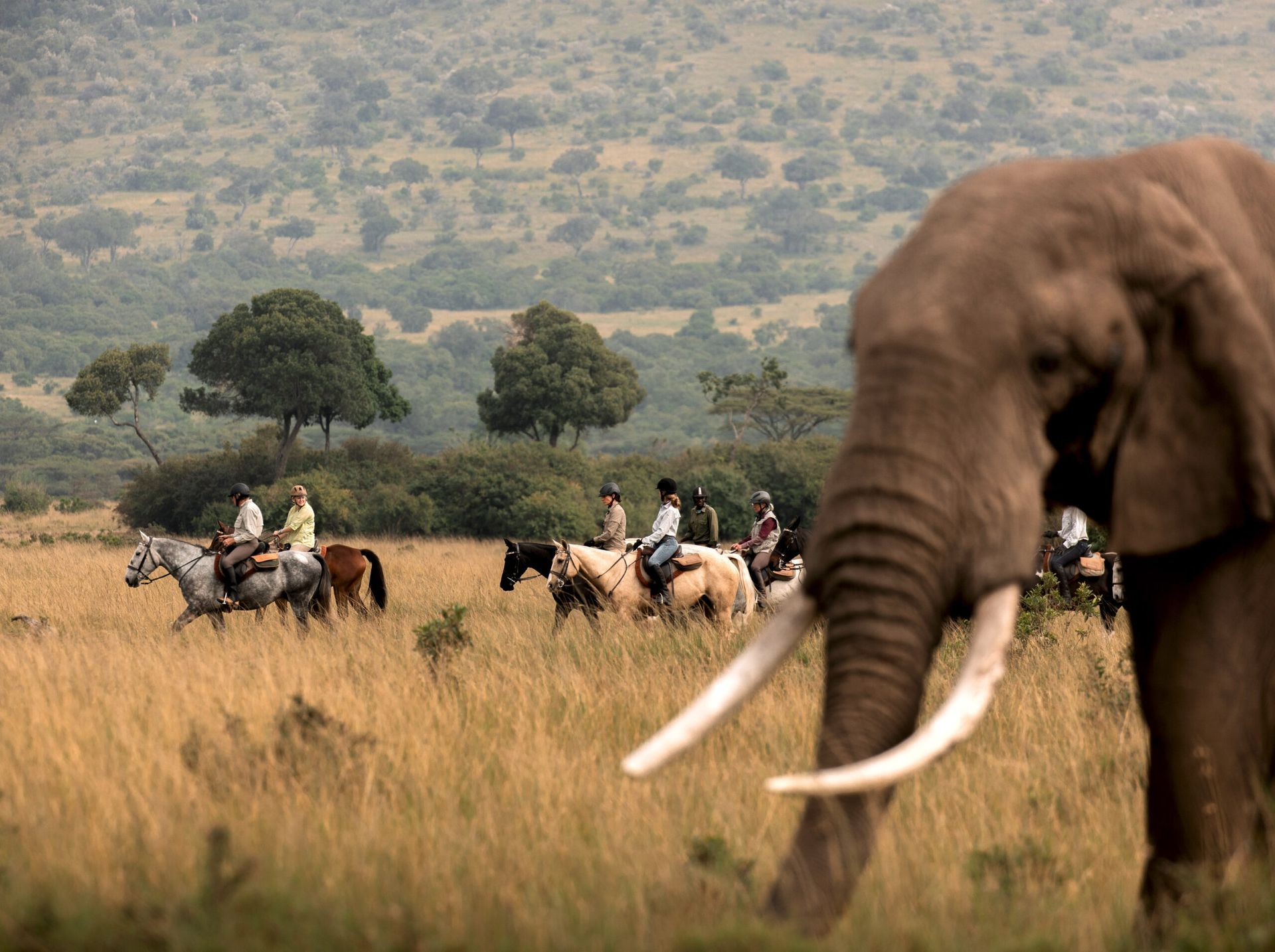 Namibia’s Damara Elephant Safari