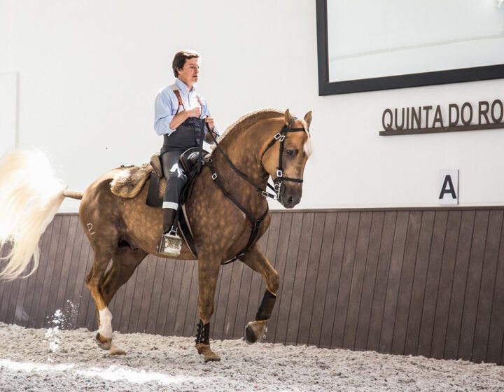 Rider on a chestnut horse trotting in an indoor arena beside a wall with “QUINTA DO RO...” sign